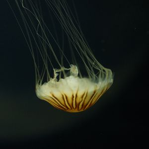 Preview wallpaper jellyfish, tentacles, water, underwater, brown