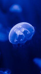 Preview wallpaper jellyfish, transparent, blue, underwater, sea