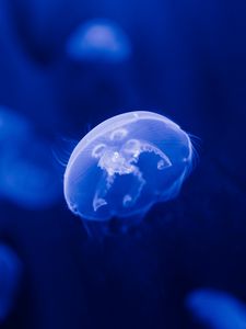 Preview wallpaper jellyfish, transparent, blue, underwater, sea