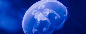 Preview wallpaper jellyfish, transparent, blue, underwater, sea