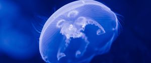 Preview wallpaper jellyfish, transparent, blue, underwater, sea