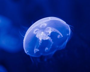 Preview wallpaper jellyfish, transparent, blue, underwater, sea