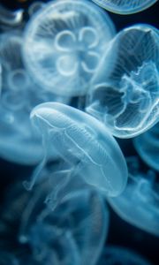 Preview wallpaper jellyfish, transparent, blue, water, depth