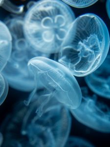 Preview wallpaper jellyfish, transparent, blue, water, depth