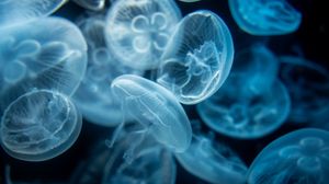 Preview wallpaper jellyfish, transparent, blue, water, depth