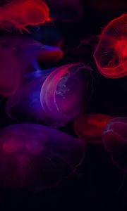 Preview wallpaper jellyfish, transparent, dark, sea, underwater world