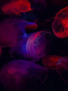 Preview wallpaper jellyfish, transparent, dark, sea, underwater world