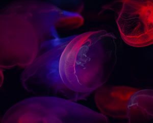 Preview wallpaper jellyfish, transparent, dark, sea, underwater world