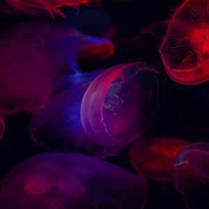 Preview wallpaper jellyfish, transparent, dark, sea, underwater world