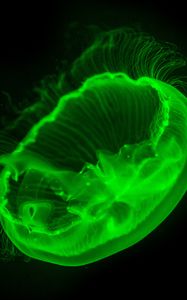 Preview wallpaper jellyfish, transparent, glow, green, dark