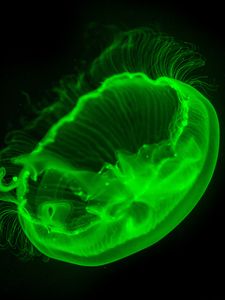 Preview wallpaper jellyfish, transparent, glow, green, dark