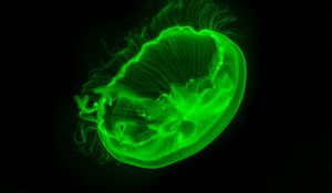 Preview wallpaper jellyfish, transparent, glow, green, dark