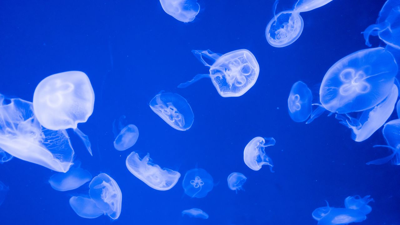 Wallpaper jellyfish, transparent, sea, blue
