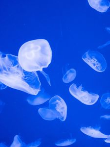 Preview wallpaper jellyfish, transparent, sea, blue