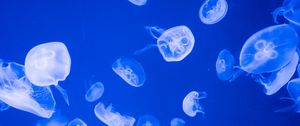 Preview wallpaper jellyfish, transparent, sea, blue