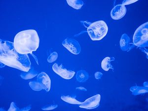 Preview wallpaper jellyfish, transparent, sea, blue