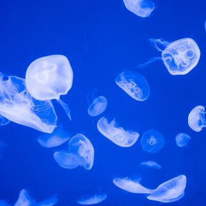 Preview wallpaper jellyfish, transparent, sea, blue