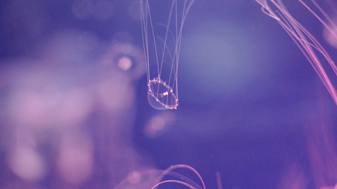 Wallpaper jellyfish, transparent, tentacles, underwater world