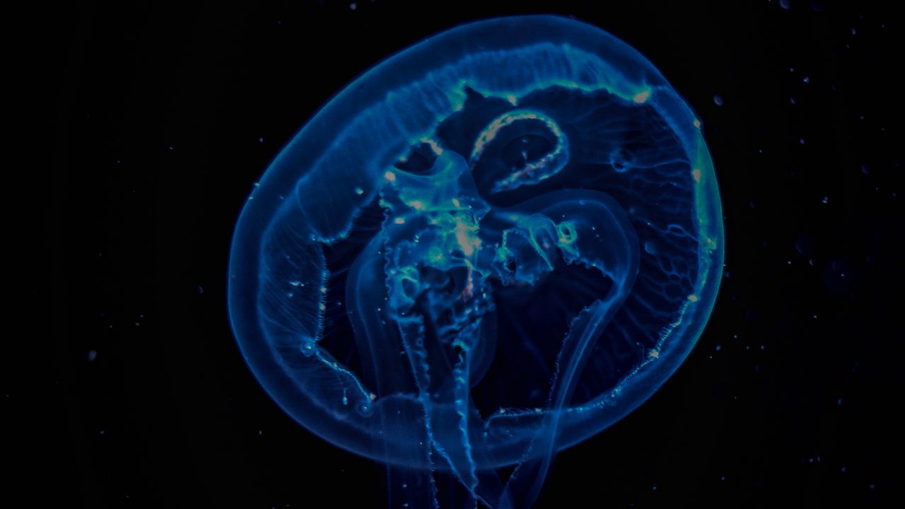 Wallpaper jellyfish, transparent, underwater, tentacles, darkness