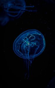 Preview wallpaper jellyfish, transparent, underwater, tentacles, darkness