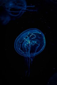 Preview wallpaper jellyfish, transparent, underwater, tentacles, darkness