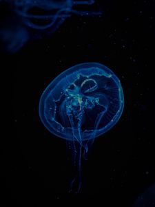 Preview wallpaper jellyfish, transparent, underwater, tentacles, darkness