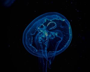 Preview wallpaper jellyfish, transparent, underwater, tentacles, darkness