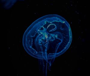 Preview wallpaper jellyfish, transparent, underwater, tentacles, darkness
