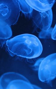 Preview wallpaper jellyfish, transparent, underwater, blue