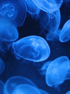 Preview wallpaper jellyfish, transparent, underwater, blue