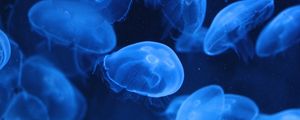Preview wallpaper jellyfish, transparent, underwater, blue