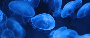 Preview wallpaper jellyfish, transparent, underwater, blue