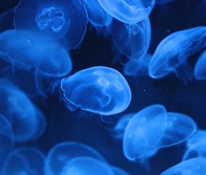 Preview wallpaper jellyfish, transparent, underwater, blue