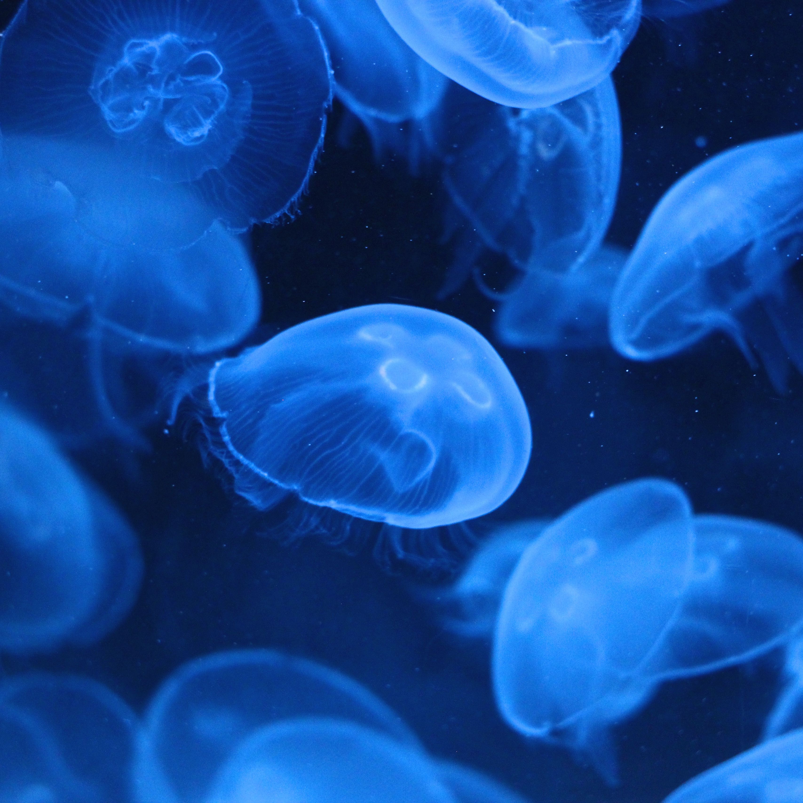 Download wallpaper 3415x3415 jellyfish, transparent, underwater, blue ...