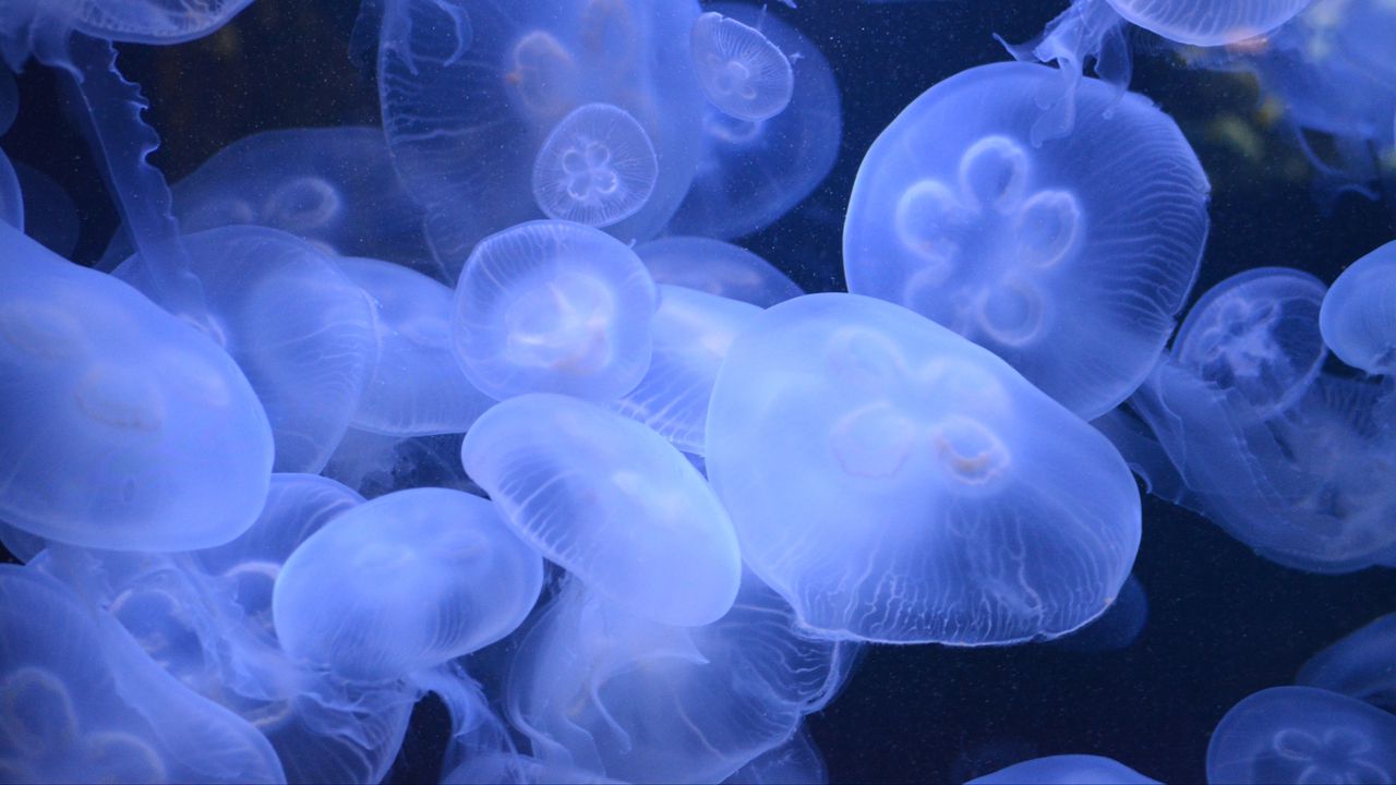 Wallpaper jellyfish, transparent, underwater world, blue