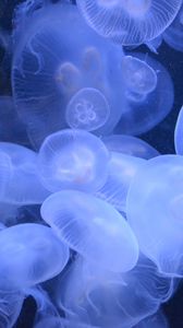 Preview wallpaper jellyfish, transparent, underwater world, blue
