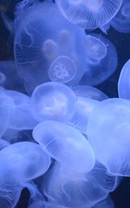 Preview wallpaper jellyfish, transparent, underwater world, blue