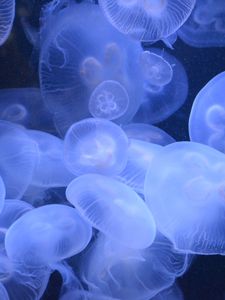 Preview wallpaper jellyfish, transparent, underwater world, blue