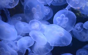Preview wallpaper jellyfish, transparent, underwater world, blue