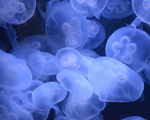 Preview wallpaper jellyfish, transparent, underwater world, blue