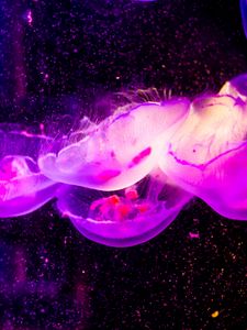 Preview wallpaper jellyfish, transparent, underwater world, purple