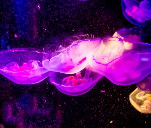 Preview wallpaper jellyfish, transparent, underwater world, purple