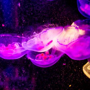 Preview wallpaper jellyfish, transparent, underwater world, purple