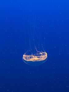 Preview wallpaper jellyfish, transparent, water, underwater