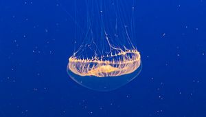 Preview wallpaper jellyfish, transparent, water, underwater