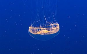 Preview wallpaper jellyfish, transparent, water, underwater