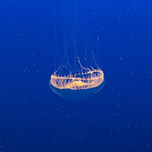 Preview wallpaper jellyfish, transparent, water, underwater
