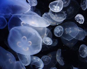 Preview wallpaper jellyfish, transparent, water, aquarium