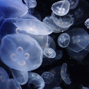 Preview wallpaper jellyfish, transparent, water, aquarium