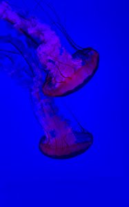 Preview wallpaper jellyfish, under aquatic world, swim, water